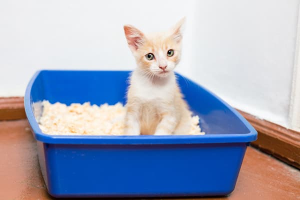 Kätzchen im Katzenklo mit Streu