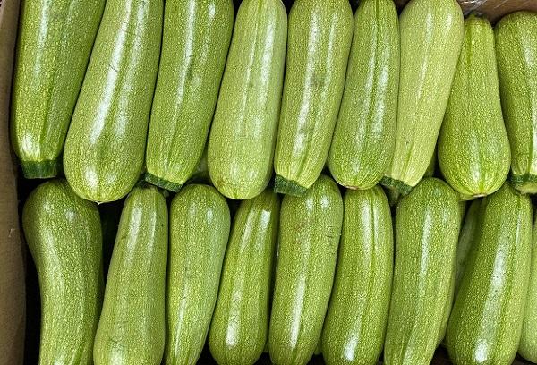 Junge Zucchini