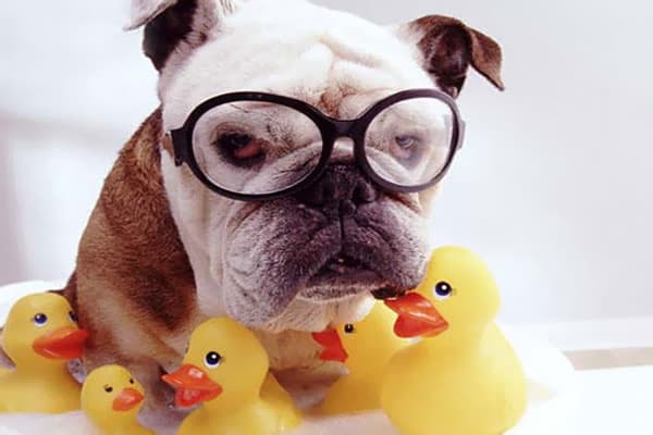 Hund mit Gummienten