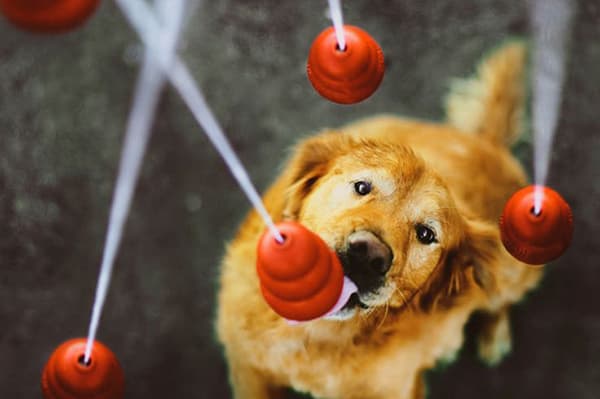 Spielzeuge für Hunde