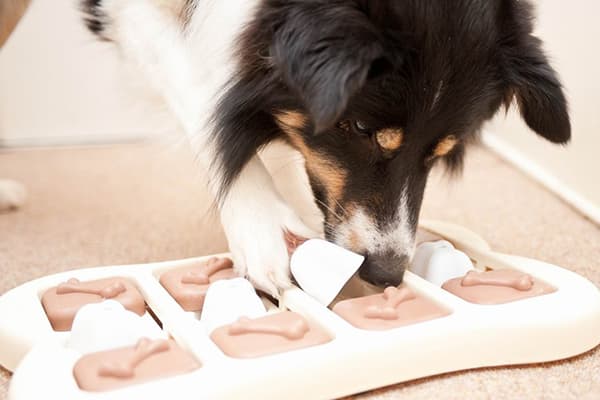 Hund mit einem Intelligenzspielzeug
