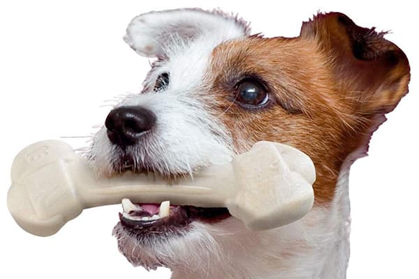 Hund mit einem Kauspielzeug