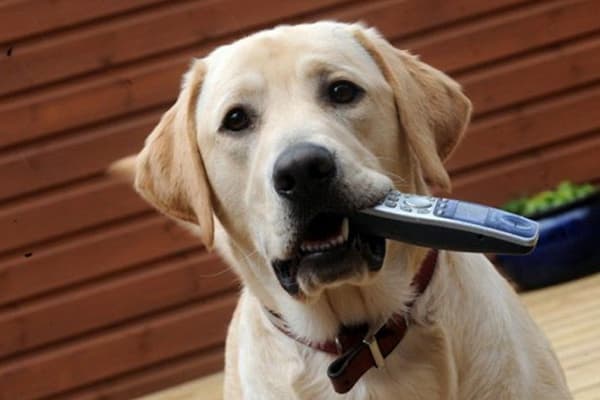 Hund nagt an der Fernbedienung des Fernsehers