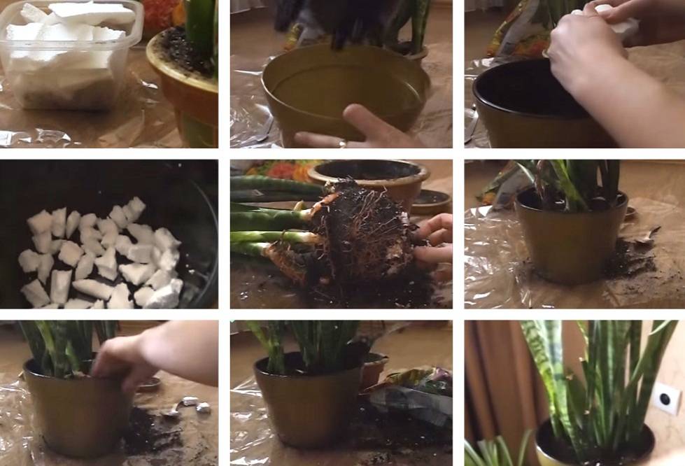 Umtopfen von Sansevieria