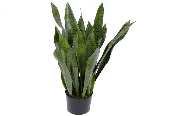 Sansevieria im Topf