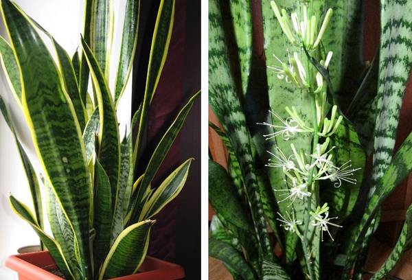 Sansevieria