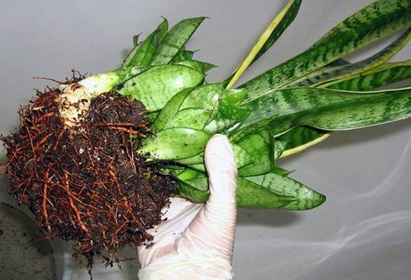 Umtopfen von Sansevieria