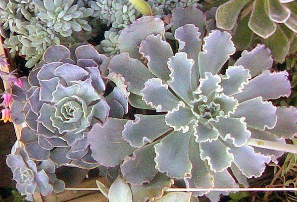 Echeveria Peacockii