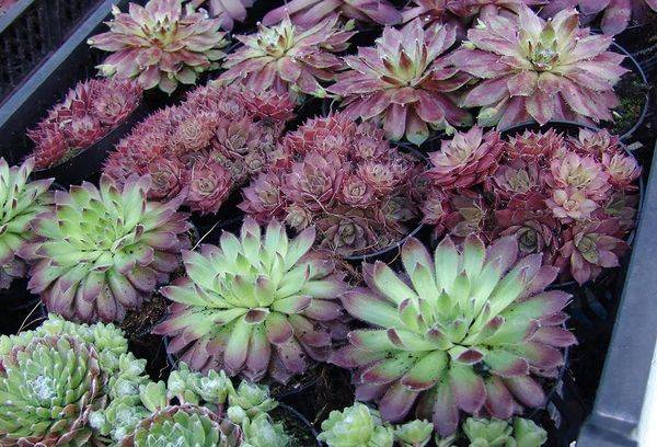 Vermehrung der Echeveria