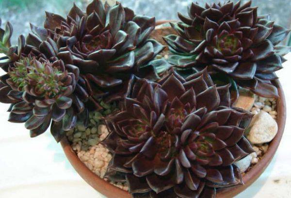 Steinrose Schwarzer Prinz