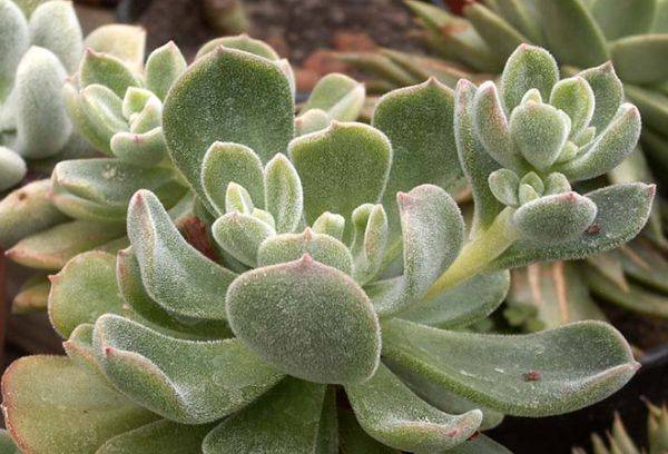 Echeveria pulvinata (polsterbildend)