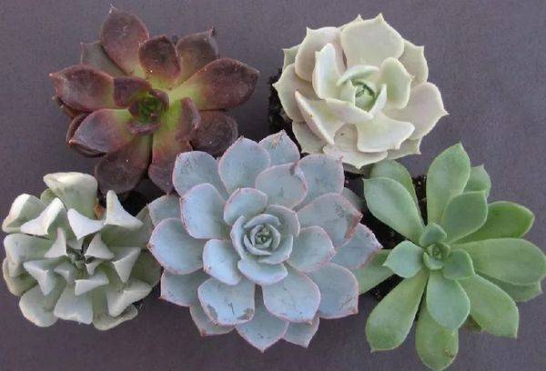 Echeveria agavoides