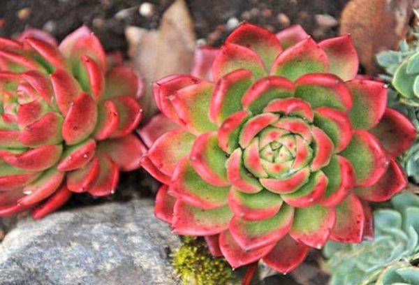 Echeveria fulgens Giwa