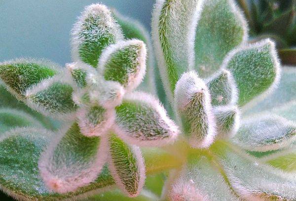 Echeveria setosa