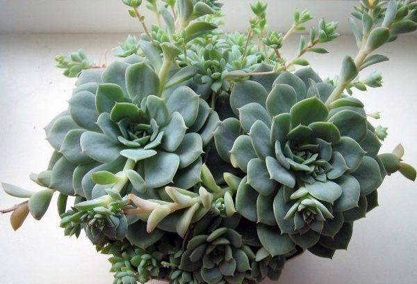 Echeveria gibbiflora