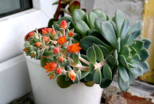 Echeveria elegans