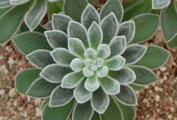 Echeveria leucotricha