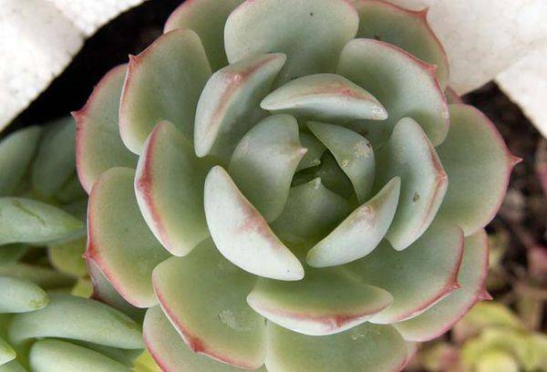 Echeveria Derenbergii