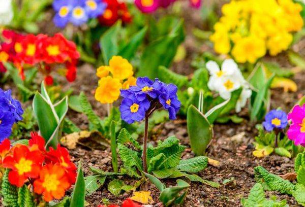 Gartenprimel