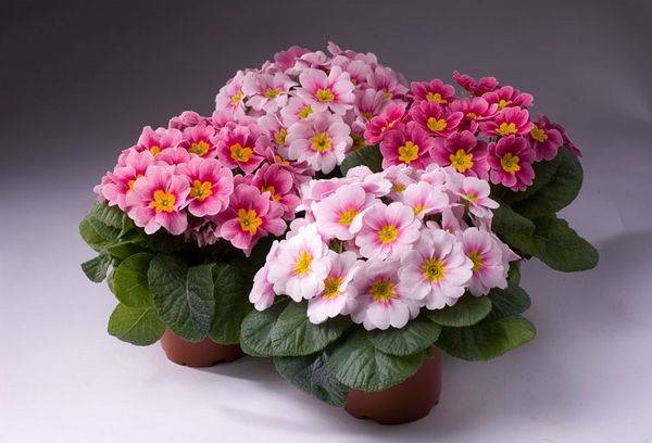 Zimmerblumen