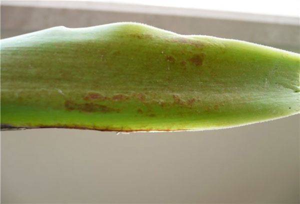 Krankheiten und Schädlinge der Yucca-Pflanze