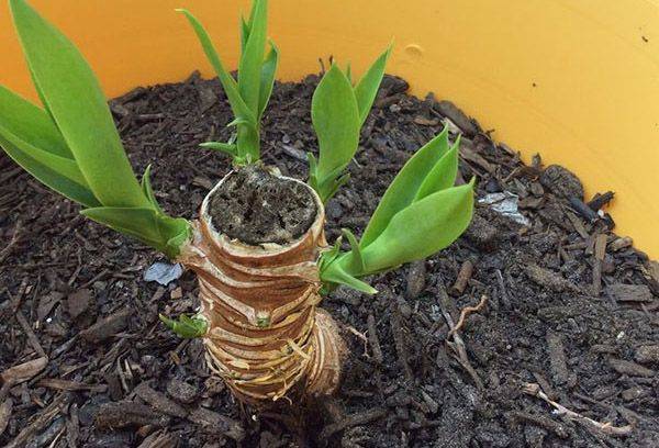 Neue Triebe am alten Stamm der Yucca