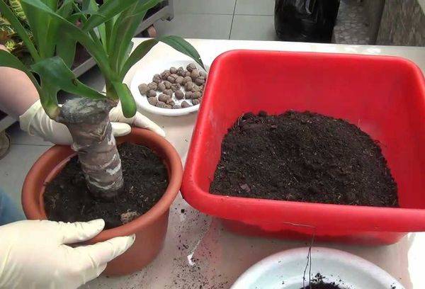 Umtopfen der Yucca