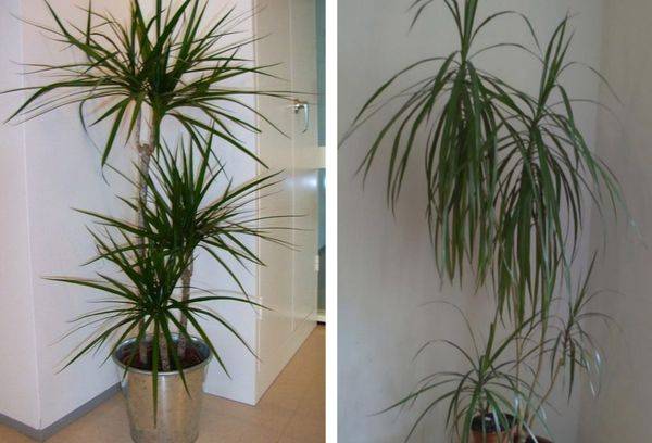 Dracaena Marginata