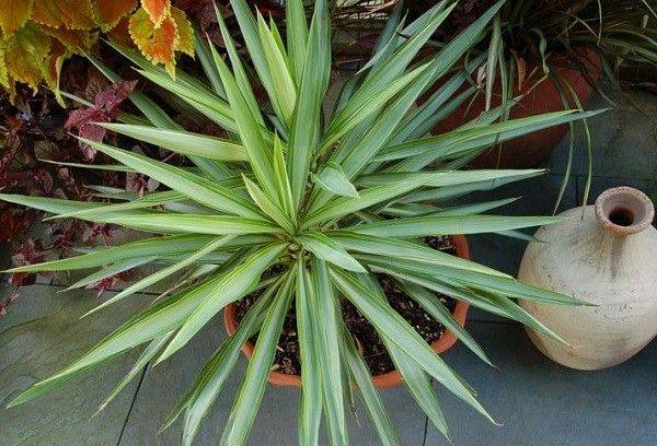 Yucca im Blumentopf
