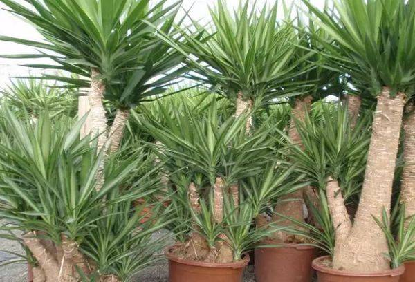 Yucca Elephantipes Jewel