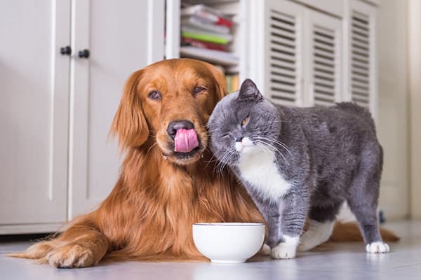 Katze und Hund fressen aus einem Napf