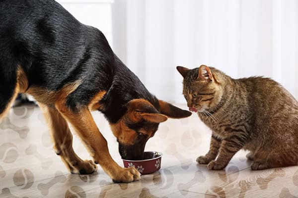 Ein Hund frisst Katzenfutter