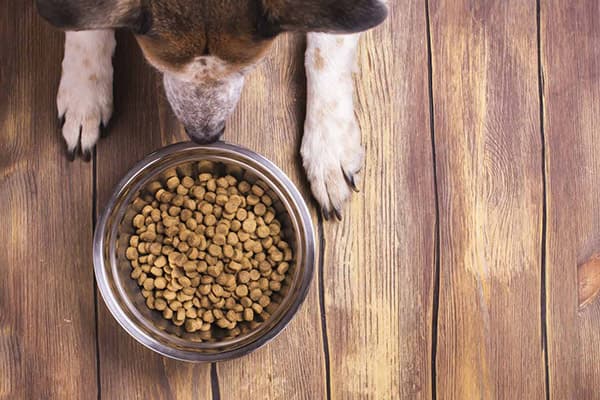 Hund vor einem Napf mit Trockenfutter