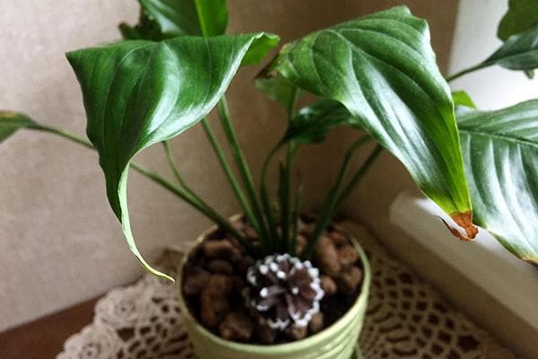Spathiphyllum wächst schlecht