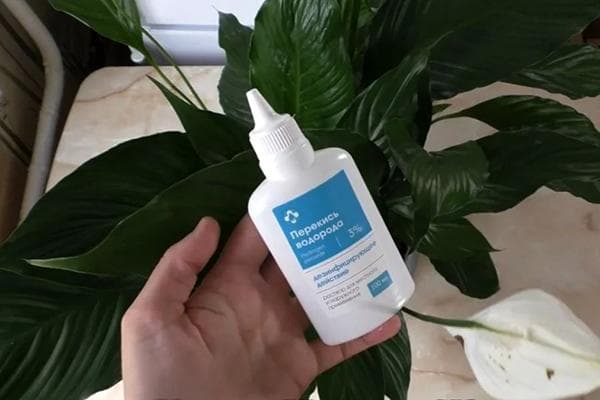 Wasserstoffperoxid und Zimmerpflanze