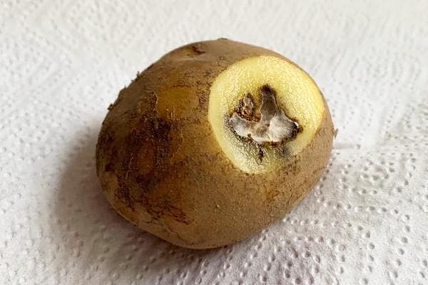 Faule Kartoffelknolle