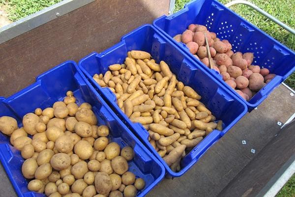 Kartoffeln verschiedener Sorten