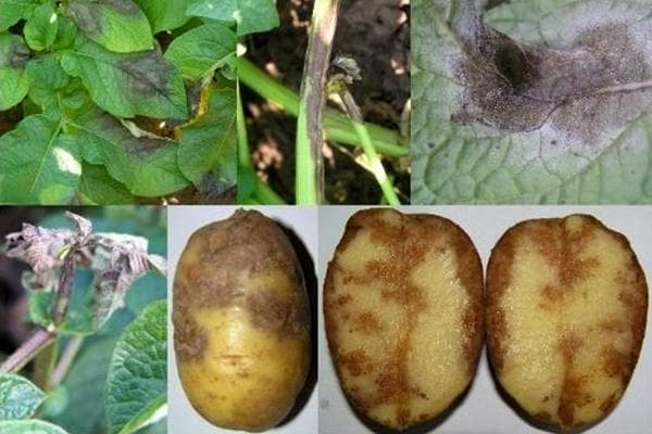 Kraut- und Knollenfäule (Phytophthora) der Kartoffel