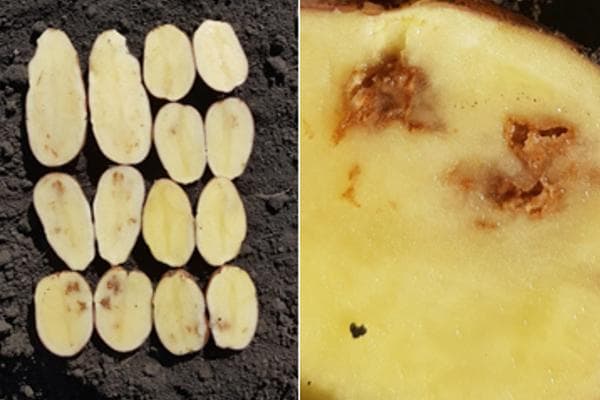 Kartoffelrost (Eisenfleckigkeit) der Kartoffel