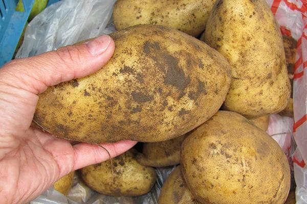 Kartoffeln in einer Plastiktüte