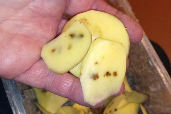 Flecken im Inneren der Kartoffelknolle