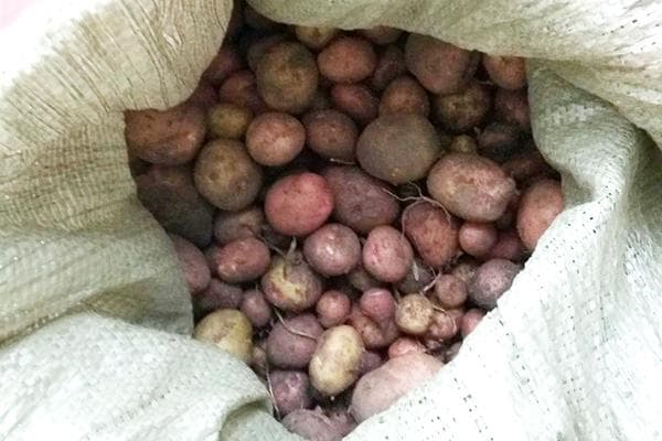 Kartoffeln im Sack