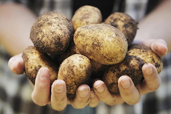 Kartoffeln in den Händen einer jungen Frau