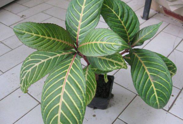 Sanchezia nobilis