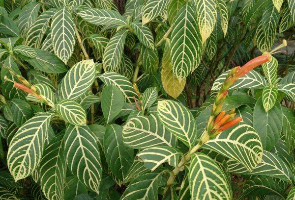 Sanchezia nobilis