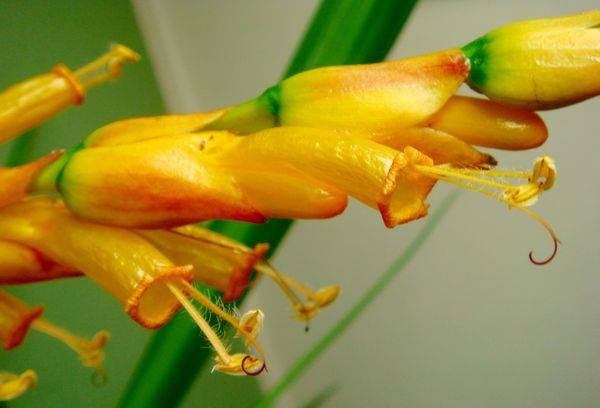 Blüten der Sanchezia