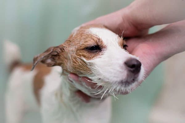 Hundebaden
