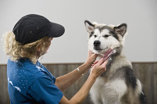 Bürsten des Hundes