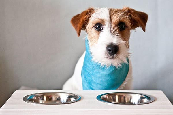 Der Hund wartet auf Futter