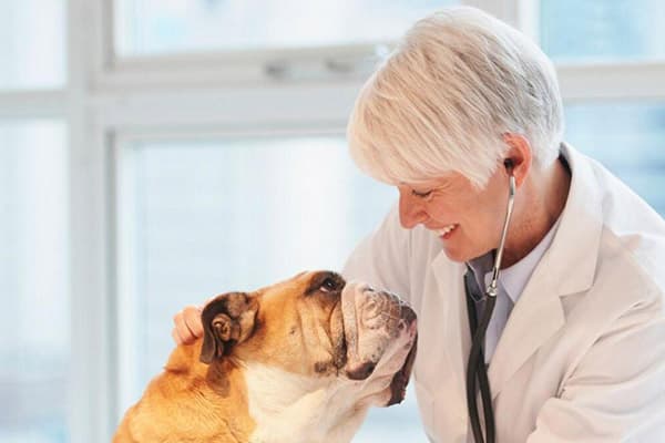 Tierarzt mit Hund